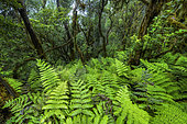 Laurisylve in the Anaga Massif, Tenerife, Pijara fern (Woodwardia radicans), a very large relict species, with fronds exceeding two metres and giving a luxuriant and tropical appearance to the laurisylve, a primary laurel forest located on the wettest ridges of the Canary Islands, as it is exposed to the full force of the trade winds - El Pijaral Integral Nature Reserve - Anaga Massif - Tenerife - Canary Islands