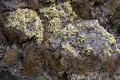 Orchilla lichen (Roccella canariensis) and Ramalina on the island of Tenerife (Canary Islands). Roccella canariensis is a fruticose lichen of the Roccellaceae family known as Orchilla from which a natural dye used for purple colouring is extracted (orcein). It grows on the Canary Islands, on cliffs exposed to the trade winds, and was particularly prized by the Romans and by Genoese and Venetian cloth merchants in the 15th century. It was one of the main historical exports of the Canary Islands. Anaga Peninsula - Tenerife Island