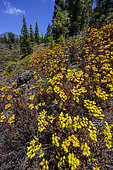 Spring in the Chinyero reserve on the island of Tenerife (Canary Islands). Flowering bushes: Aeonium spathulatum - Canary pines colonising basaltic flows of Chinyero, dating from 1909, on the slopes of Teide, on the island of Tenerife