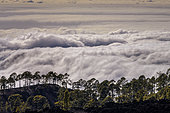 Canary Island pine on basalt flows and sea of clouds on the island of Tenerife. The Canary pine (Pinus canariensis) is a magnificent species endemic to the archipelago, very resistant to fire and colonising bare volcanic soils, such as here on the basalt flows of Teide - The north-east trade winds regularly cause a dense sea of clouds to form on the slopes of Teide, a strato volcano on the island of Tenerife, Canary Islands.