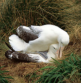 Southern Royal albatross (Diomedea epomophora) mating:, Campbell Island, New Zealand sub-Antarctic.