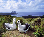 Southern Royal albatross pair ( Diomedea epomophora), Campbell Island, New Zealand sub-Antarctic.