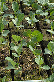 Organic Broccoli plants Belstar F1, Truck farming