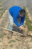 Organic market gardener digging up carrots and potatoes with fork-spade