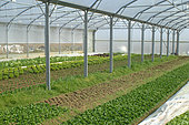 Organic crops in greenhouses, Eure et Loir, France