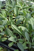 Organic imperial star artichoke, Cynara scolymus, plants for market gardening