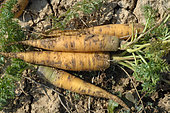 Organic Yellowstone Carrots, Organic cultivation, Eure et Loir, France