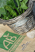 Organic spinach, Spinacia oleracea, in a vegetable garden basket, vegetable from my garden, paper bag with the organic farming logo