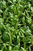 Plants d'Epinard bio, Spinacia oleracea, culture maraichère