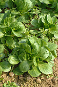 Organic salad, Lamb's lettuce, Valerianella locusta, in soil, market garden