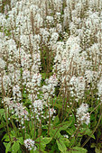 Tiarella, Tiarella Spring Symphony in flower, compact ground cover for undergrowth.