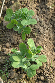 Organic Snap bean, Phaseolus vulgaris, in soil