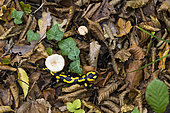 Barred Fire Salamander (Salamandra salamandra terrestris) and mushroom in dead leaves, Forêt de la Reine, Lorraine, France