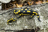 Barred Fire Salamander (Salamandra salamandra terrestris) adult and youth side by side, Forêt de la Reine, Lorraine, France