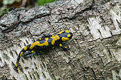 Barred Fire Salamander (Salamandra salamandra terrestris) young walking on bark, Forêt de la Reine, Lorraine, France