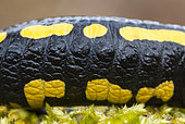 Salamandre tachetée à bandes (Salamandra salamandra terrestris) peau, Vallon de bellefontaine, Champigneulles, Lorraine, France