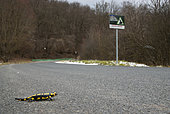 Barred Fire Salamander (Salamandra salamandra terrestris), crossing road, Vallon de bellefontaine, Champigneulles, Lorraine, France