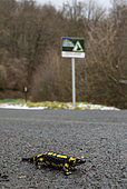 Barred Fire Salamander (Salamandra salamandra terrestris), crossing road, Vallon de bellefontaine, Champigneulles, Lorraine, France