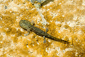 Barred Fire Salamander (Salamandra salamandra terrestris), larva in a brook, Montenach National Nature Reserve, Lorraine, France