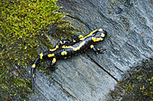 Barred Fire Salamander (Salamandra salamandra terrestris) walking on wood, Forêt de la Reine, Lorraine, France