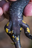 Barred Fire Salamander (Salamandra salamandra terrestris), male cloaca, Vallon de bellefontaine, Champigneulles, Lorraine, France