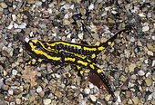 Barred Fire Salamander (Salamandra salamandra terrestris) mating, Lorraine, France