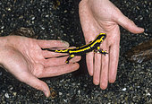 Girl with a Barred Fire Salamander (Salamandra salamandra terrestris), held in hands, Lorraine, France