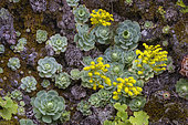 Bea dorada (Aeonium aureum agg.) on humid cliffs of the island of El Herrio in the Canary Islands. Aeonium aureum, a spectacular species colonising the humid, cool and not very sunny cliffs of the Canary Islands