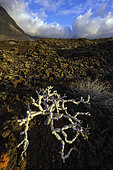 Berode in a basalt flow on the island of El Herrio, Canary Islands. A Berode (Kleinia neriifolia) defoliated for the summer... it is one of the only life forms in this barren environment, with scattered lichens... Caldera of El Golfo - El Hierro is a recent volcanic island and is part of the European Geoparks network - Canary Islands