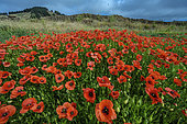 Poppies in flower on the island of El Herrio in the Canary Islands. Introduced species, localised in the agricultural areas of El Hierro