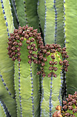 Canary island spurge (Euphorbia canariensis) on the island of El Hierro. Succulent candelabra-shaped shrub, symbol of the Canary archipelago - Island of El Hierro