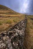 Murs de pierre sèche sur l'ile d'El Herrio aux Canaries. Meseta de Nisdafe - haut plateau semi humide consacré à l'élevage (vaches) et presque constamment dans la brume due aux alizés (ancienne laurisylve)