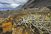 Tabaiba dulce (Euphorbia balsamifera) and orange lichens (Caloplaca sp.) on the island of El Hierro in the Canaries. Euphorbia balsamifera is a prostrate shrub of the Euphorbiaceae family, which loses its leaves in periods of drought and forms extensive succulent thickets in the arid and coastal areas of the Canary Islands