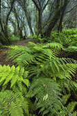 Lush undergrowth of endemic ferns (Dryopteris oligodenta), Laurisylve on the island of El Hierro, Canary Islands. This type of humid forest is found on very humid ridges subject to the trade winds, causing a "horizontal rain" of nearly 1500 mm/year and is dominated by lauraceae, ferns and mosses. Many of the species are endemic and the entire island of El Hierro is a UNESCO Biosphere Reserve.