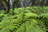 Lush undergrowth of endemic ferns (Dryopteris oligodenta), Laurisylve on the island of El Hierro, Canary Islands. This type of humid forest is found on very humid ridges subject to the trade winds, causing a "horizontal rain" of nearly 1500 mm/year and is dominated by lauraceae, ferns and mosses. Many of the species are endemic and the entire island of El Hierro is a UNESCO Biosphere Reserve.