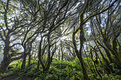 Lush undergrowth of Ortigon (Urtica morifolia) endemic nettle, fayal brezal type Laurisylve on the island of El Hierro, Canary Islands. This type of humid forest is found on very humid ridges subject to the trade winds, causing a "horizontal rain" of nearly 1500 mm/year and is dominated by lauraceae, ferns and mosses. Many of the species are endemic and the entire island of El Hierro is a UNESCO Biosphere Reserve.