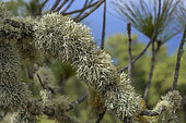Ramalina lichens on pine trees on the island of El Hierro (Canary Islands). Fruticose lichens growing on Canary Island pine trees (Pinus canariensis)