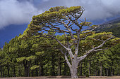 Canary pine on the island of El Herrio. The Canary pine (Pinus canariensis) is a magnificent species endemic to the archipelago, very resistant to fire and rapidly colonising bare volcanic soil, as here on the island of El Herrio.