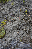 Lichens on wet basalts of El Hierro island (Canary Islands). Stereocaulon vulcani: pioneer lichen on basalts - El Golfo area