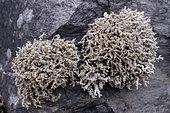 Lichens on wet basalts of El Hierro island (Canary Islands). Stereocaulon vulcani: pioneer lichen on basalts - El Golfo area