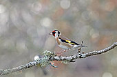 Goldfinch (Carduelis carduelis) landing on a branch, Gers, France