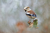 Hawfinch (Coccothraustes coccothraustes) on a post, Gers, France