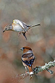 Hawfinch (Coccothraustes coccothraustes) on a branch and Brambling (Fringilla montifringilla)in flight, Gers, France
