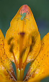 Cricket on petal of orange lily (Lilium croceum), Hautes-Alpes, France
