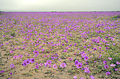 Phenomenon of the Flowery Desert, with Cistanthe longiscapa (Portulacaceae), near Totoral, Atacama Region, Chile