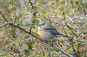 Grey-hooded Sierra Finch (Phrygilus gayi), non-breeding female, Torres del Paine National Park, Magallanes Region and Chilean Antarctic, Chile