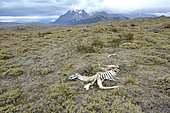 Guanaco (Lama guanicoe) carcass eaten by puma, Torres del Paine National Park, Magallanes Region and Chilean Antarctic, Chile