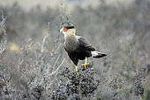 Crested Caracara (Caracara plancus), adult individual, approx. Torres del Paine National Park, Magallanes Region and Chilean Antarctica, Chile