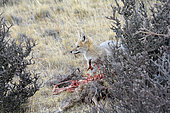 Andean fox (Pseudalopex culpaeus), adult individual feeding on a Greater rhea carcass, Torres del Paine National Park, Magallanes Region and Chilean Antarctica, Chile