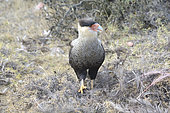 Crested Caracara (Caracara plancus), adult individual on a Greater rhea carcass, Torres del Paine National Park, Magallanes Region and Chilean Antarctica, Chile